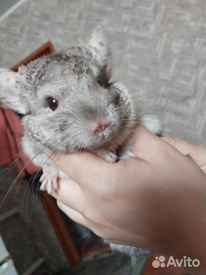 2 шиншиллы