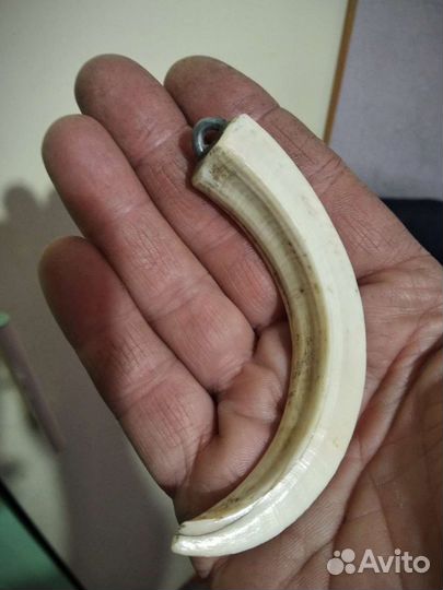 Кабаний клык