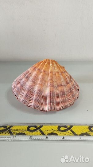 Морская Раковина гребень 