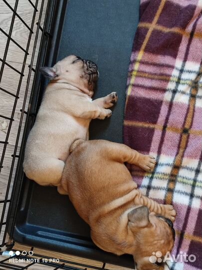 Собаки щенки