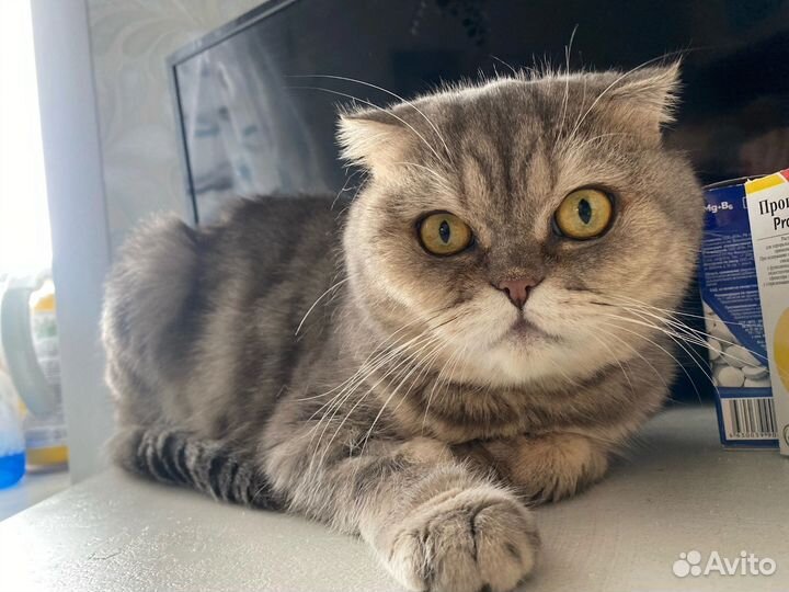 Британка Маруся