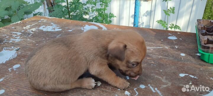 Щенки бесплатно