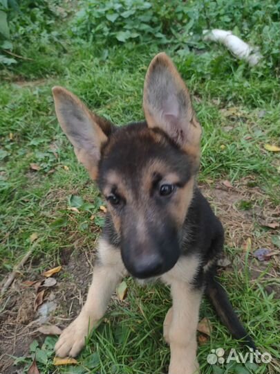 Щенки вео 2 месяца девочки