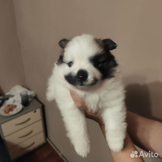 Щенки Шпитц