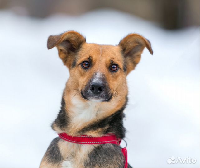 Собака в добрые руки