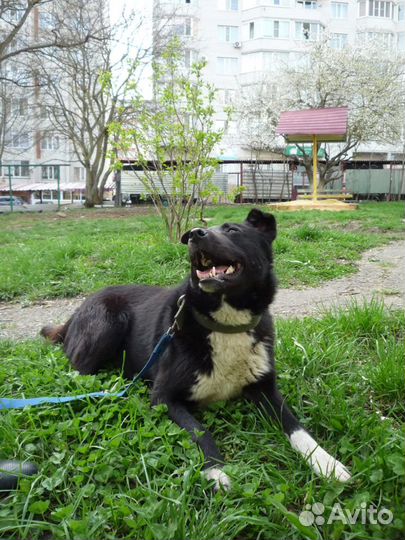 Ищет дом замечательный пес Мишка