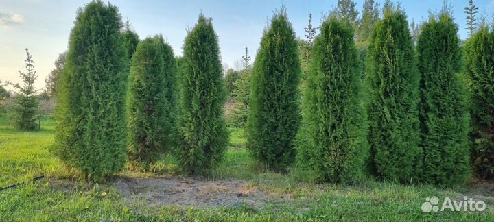 Туя Смарагд