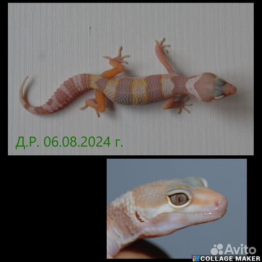 Геккон, эублефар малыши 2024