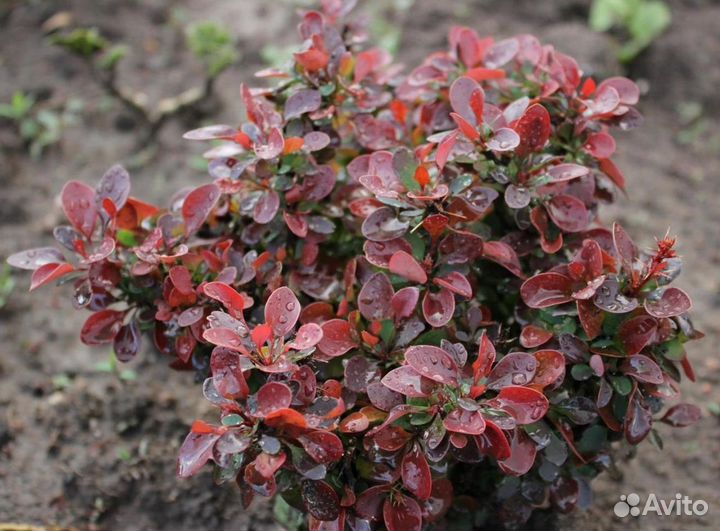 Домашний питомник «Плакучая ива»