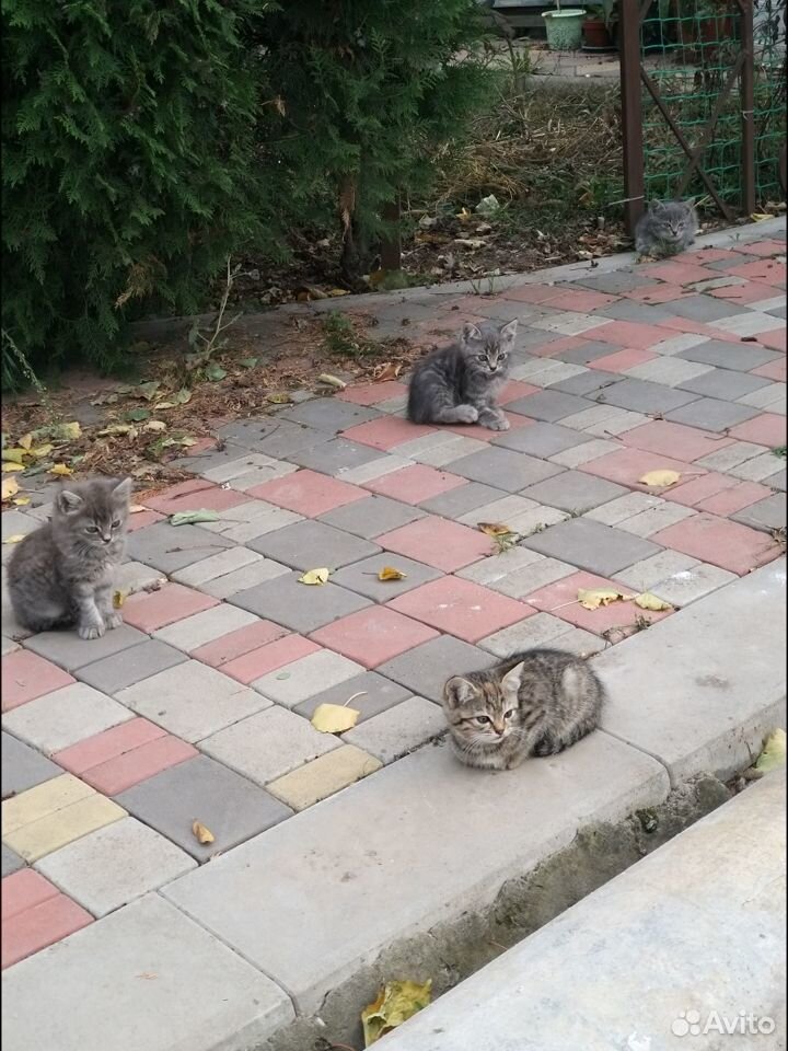 Котята в добрые руки бесплатно