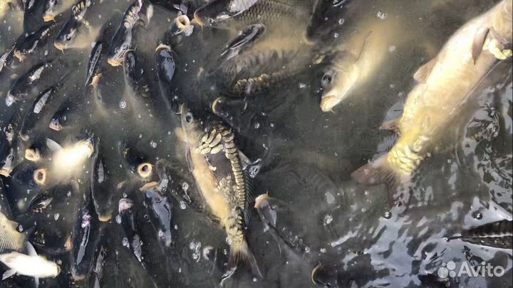Карп живой оптом