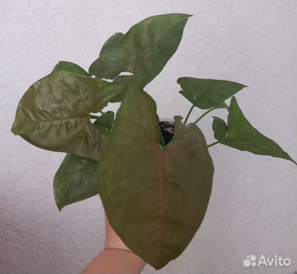 Сингониум Арон Браун