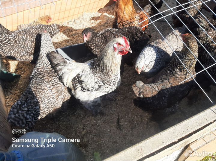 Куры и петухи брама