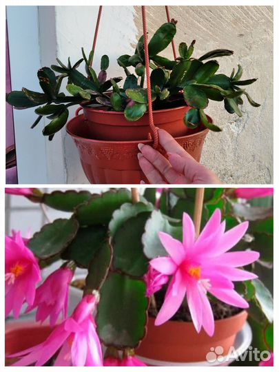 Рипсалидопсис(пасхальник,брат декабриста)