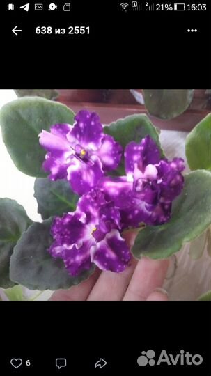 Фиалки срезом