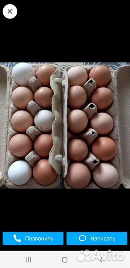 Домашние куриные яйца