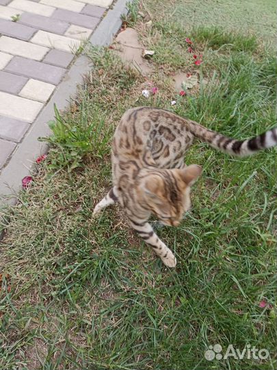 Бенгальская кошка