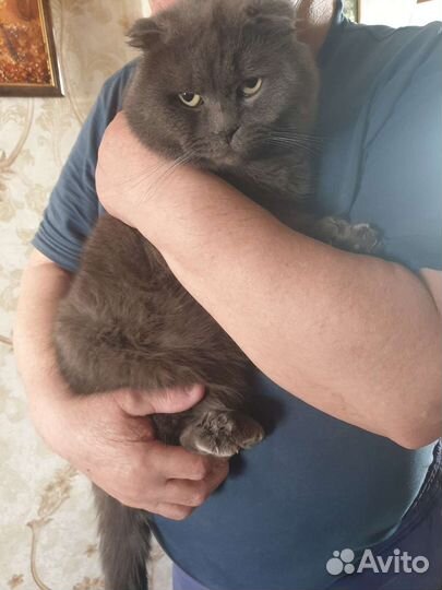 Кошка