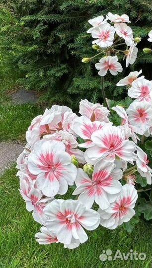 Пеларгония герань