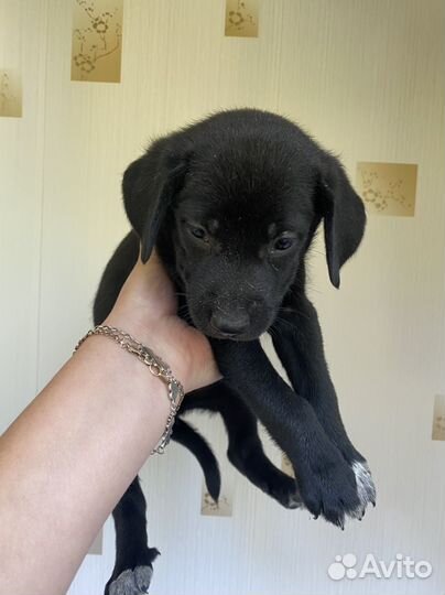 Щенки курцхаара