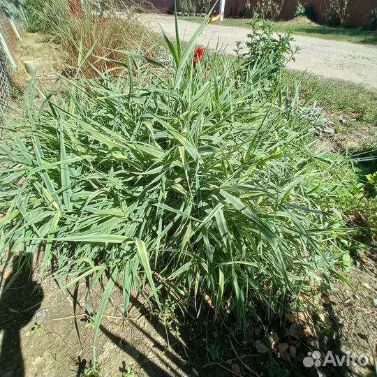 Декоративная трава и кустарники