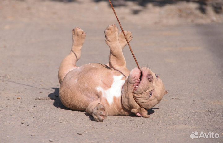 Американский булли мерле