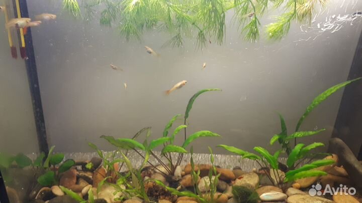 Аквариумные рыбки и растения