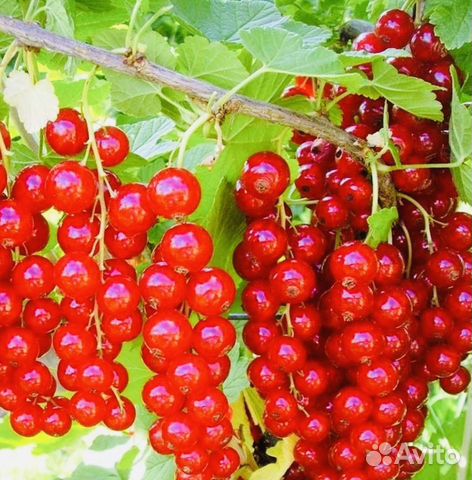 Красная смородина саженцы