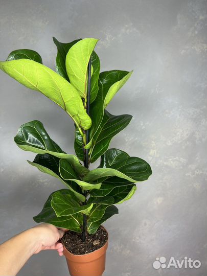 Фикус лирата бамбино