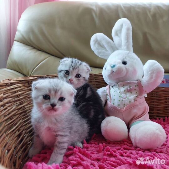 Шотландские вислоухие котята