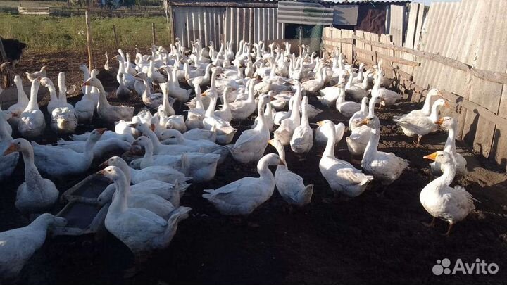 Продам гусей