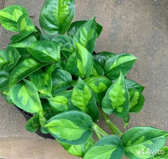 Цветики домашние