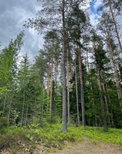 Участок 5 сот. (СНТ, ДНП)