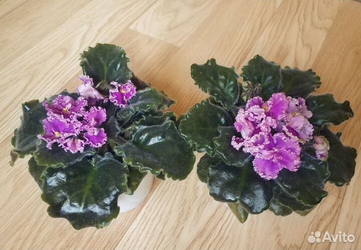 Фиалка цветущая