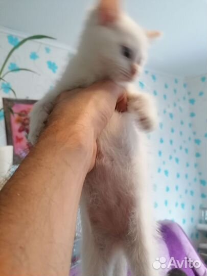 Коты в добрые руки