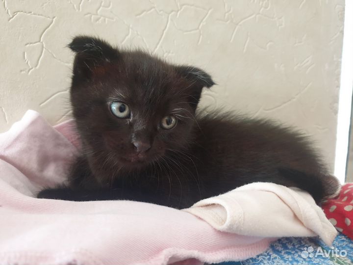 Кошка в дар бесплатно