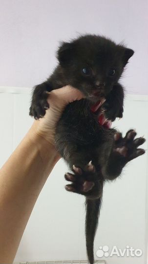 Кошка в дар