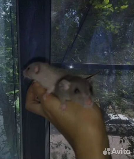 Крысята Дамбо Голубые Бурмиз черный соболь