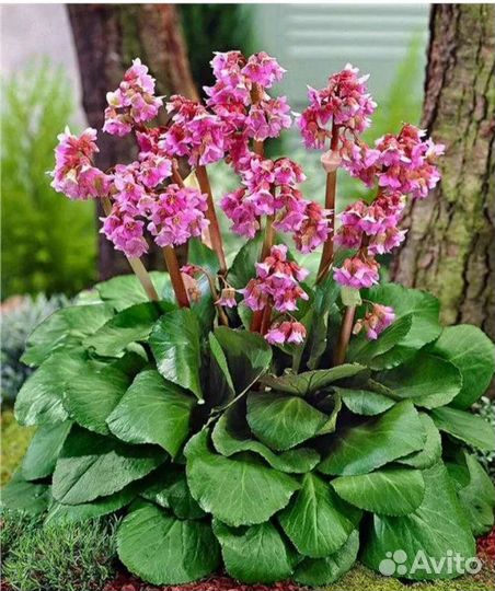 Многолетние цветы, бадан, хоста, вербейник