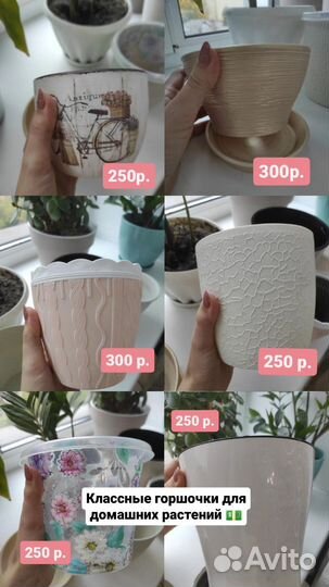 Толстянка (денежное дерево)