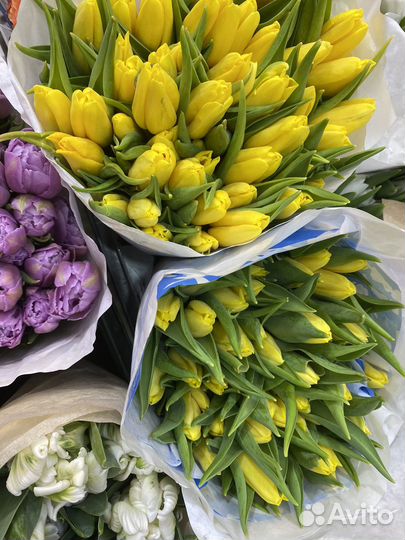 Цветы тюльпаны