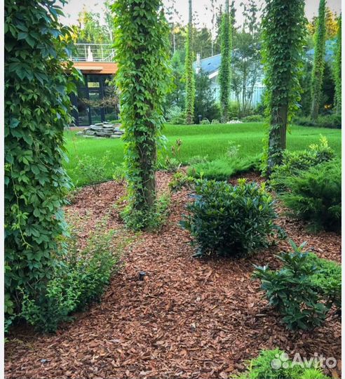 Кора сибирской лиственницы,Кора сосны