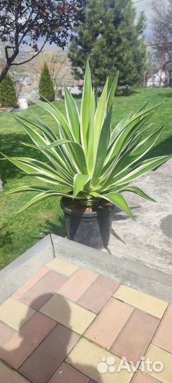 Агава голубая и полосатая