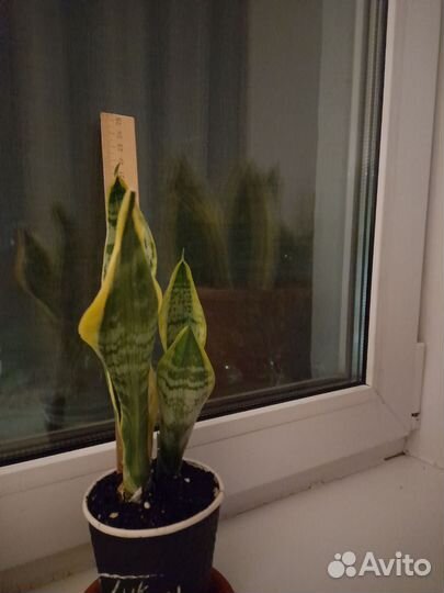 Сансевиерия с жёлтой каймой