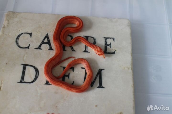 Маисовый полоз этого сезона