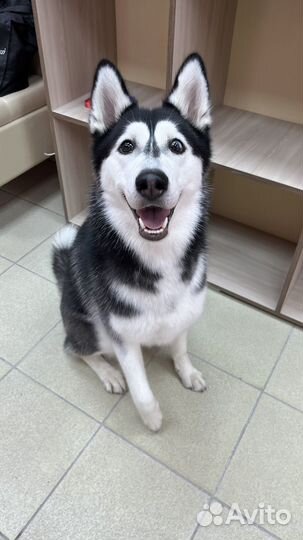 Стрижка собак