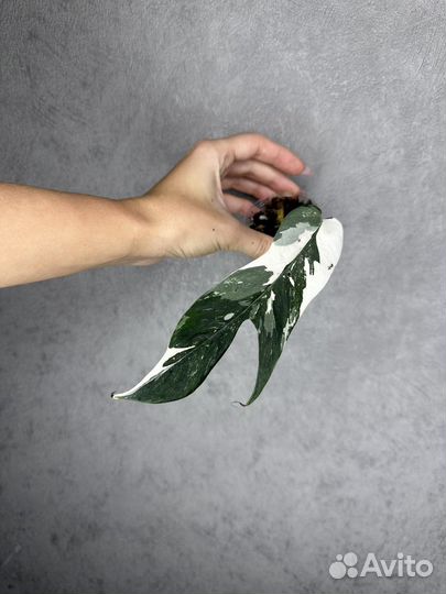 Эпипремнум пиннатум вайт