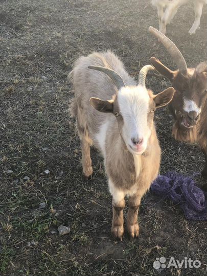 Козел зааненский