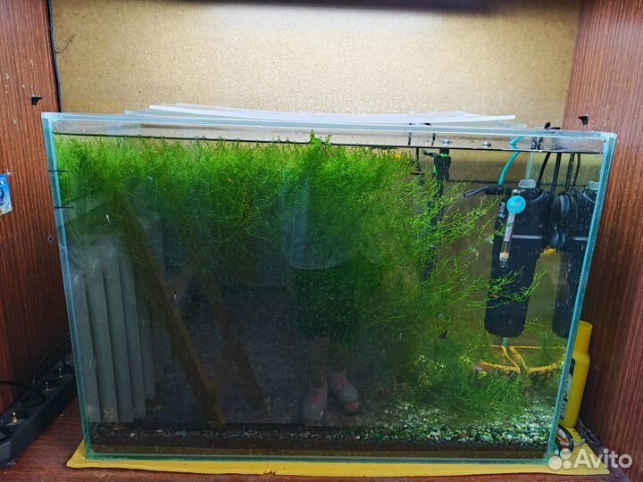 Мох для аквариума