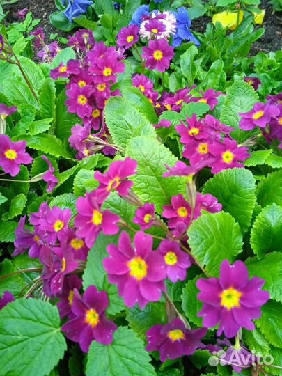 Примулы, барвинок, яснотка